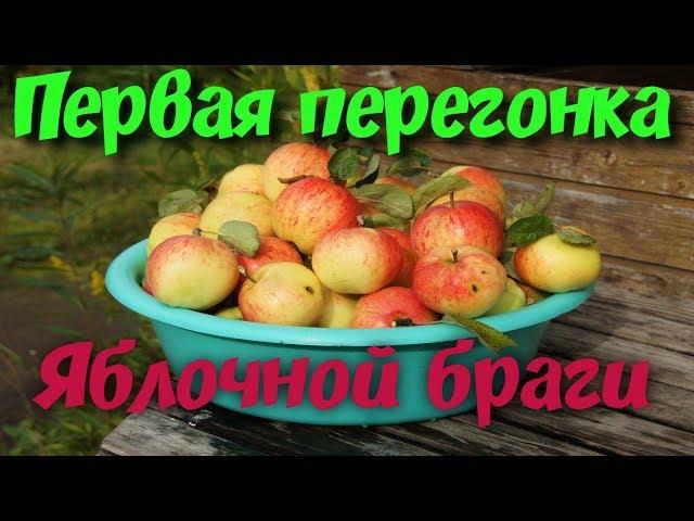 Первая перегонка яблочной браги/Аромат яблок в СС просто бомба!