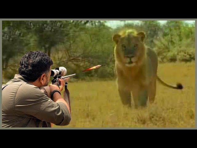 Amazing: How Do American Hunters And Farmers Deal With Million Of Wild Boar And African Lion By Guns