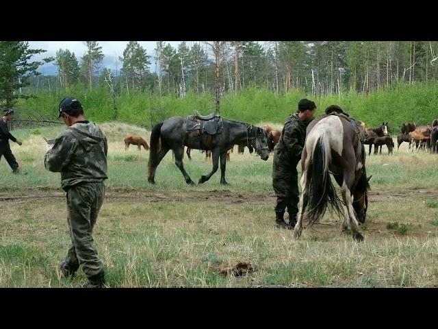 Перегон табунов на летние пастбища. Ч.2. Сбор у брода через р.Баргузин