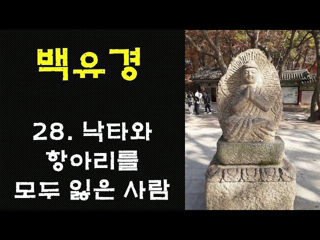 [백유경] 28. 낙타와 항아리를 모두 잃은 사람 양산 통도사 홍매화/통도사 금강계단/산사, 한국의 산지승원/인간의 어리석음에 관한 비유