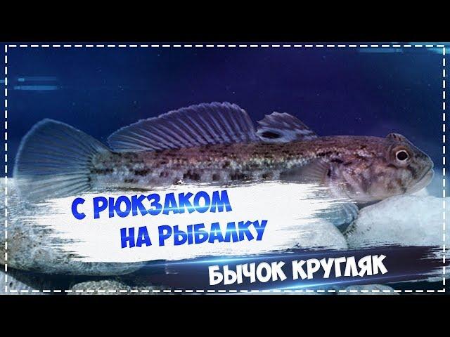 Русская Рыбалка Installsoft Edition 3.7.6 Каспийское  море КВ Бычок кругляк