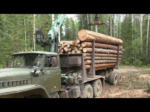 Наконец опять УРАЛ ЛЕСОВОЗ! Съездил за лесом. Грибов набрал немного.