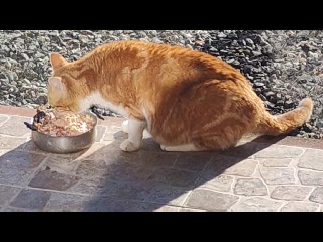 The wild mother cat enjoys her dinner in the countryside of Odessa, Ukraine