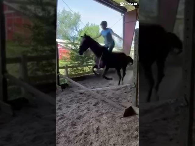 These were taken one month apart #horse #equestrian #edit #eventing #subscribe #horseriding