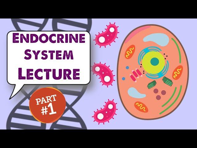 MCAT Biology Lecture: Endocrine System (1/1)