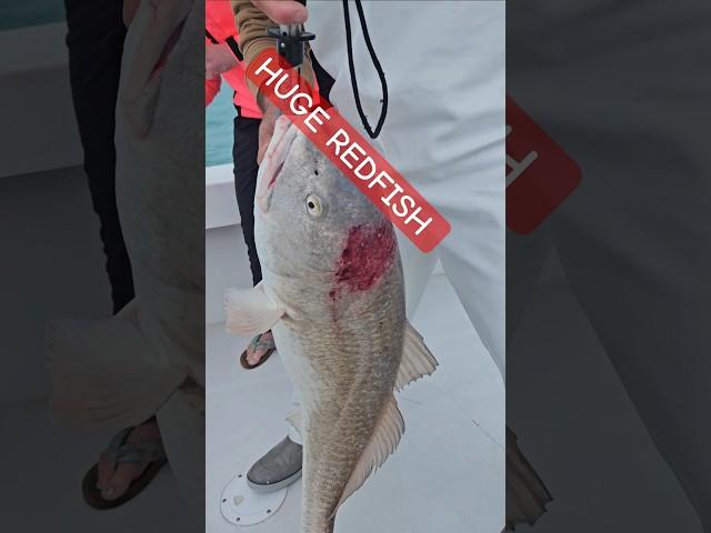 Huge Redfish caught offshore in Florida!