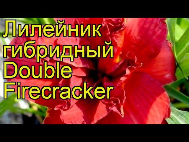 Лилейник гибридный Дабл Файркрэкер. Краткий обзор, описание hemerocallis Double Firecracker