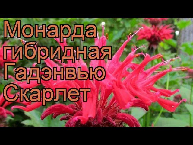 Монарда гибридная Гадэнвью Скарлет  обзор: как сажать, рассада монарды Гадэнвью Скарлет