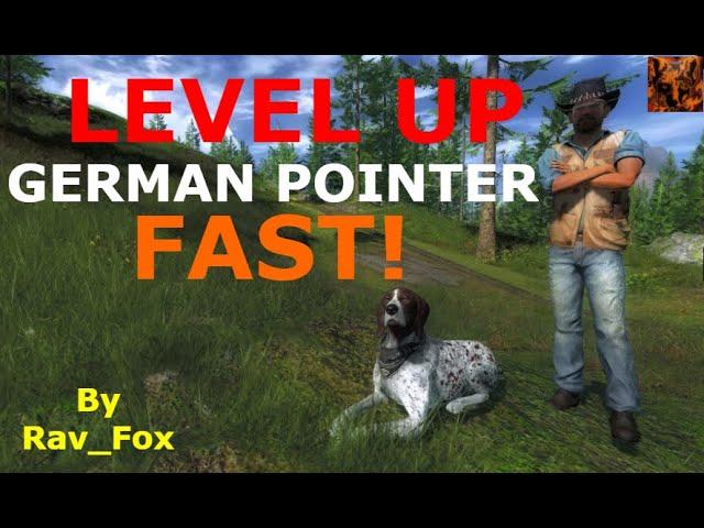 Level up German Pointer FAST! - TheHunter Classic