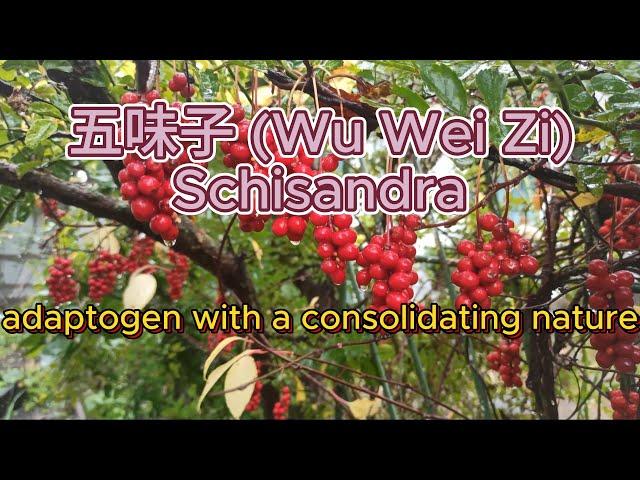 Wu Wei Zi (Schisandra) - TCM herb in Shang Han Lun