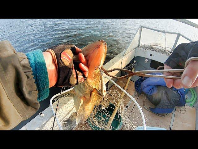 I did not expect such a CATCH! Autumn in Karelia on Onego.