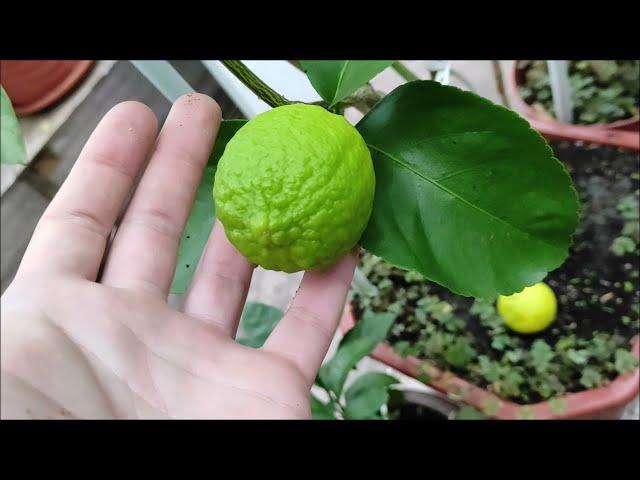 Bearss lime\Tahitian lime & C. sinensis "Fragola" Собираю плоды : Таити лайм и апельсин Фрагола