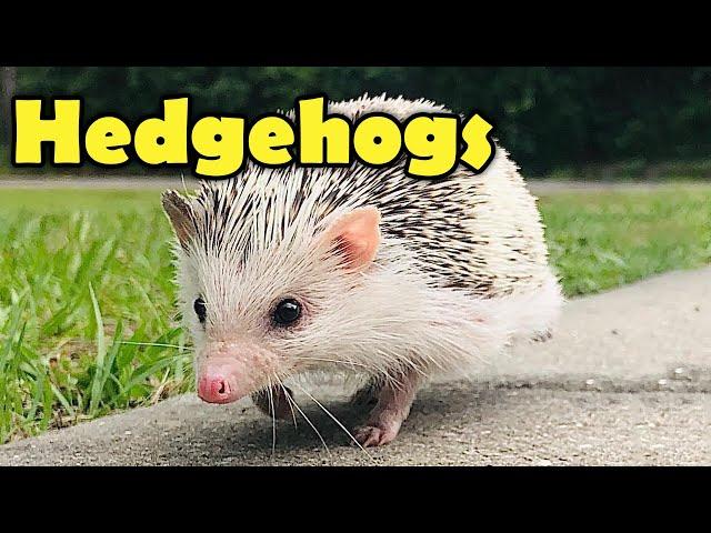 Hedgehogs - 10 Cute Facts about the Hedgehog