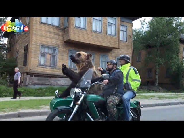 В Архангельске огромный медведь прокатился на мотоцикле