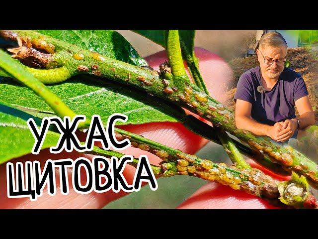 ЩИТОВКА на комнатных растениях! КАК бороться! ПРОСТОЙ способ избавиться раз и навсегда!