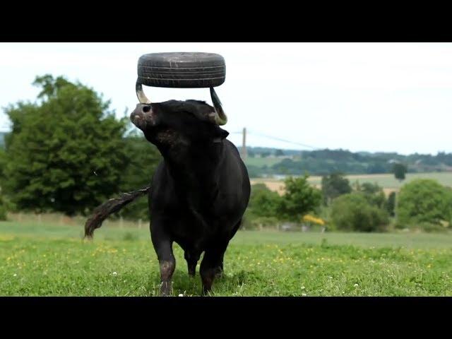 Happiest Video You Will Ever See - Happy Animals