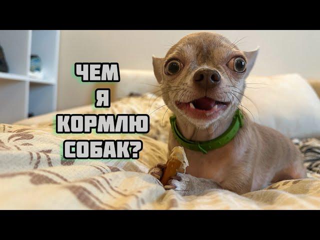 ЧЕМ Я КОРМЛЮ ЧИХУАХУА? Показываю корма, паштеты, консервы и лакомства!