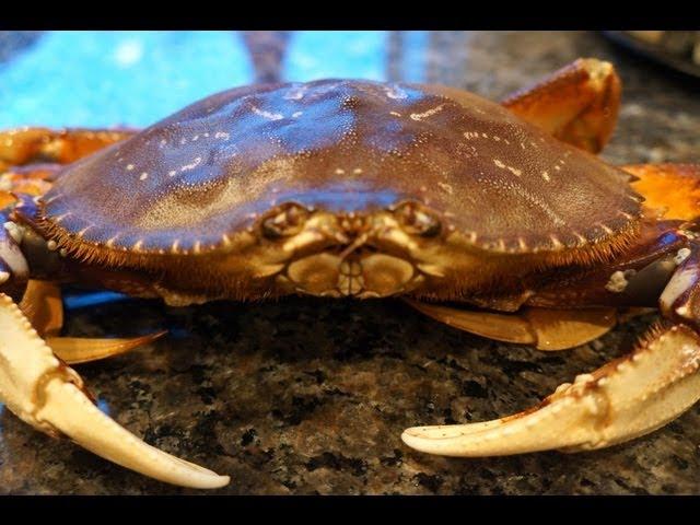 Cooking a fresh Dungeness Crab