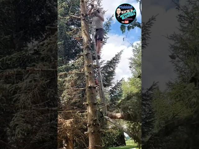 Stihl Chainsaw Mishap Cutting Down a Tree  Falling Ladder Chainsaw Professional arborist Tree Cutter