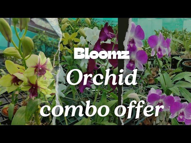 Dendrobium Orchid Combo offer. Buy any 3 orchids@Rs.800+CC. WhatsApp 9544400005