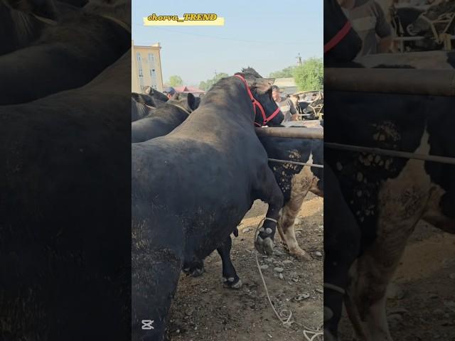 2 bosh Aberdin Angus buqalar 95 million so‘mga sotilmadi!!  #angus #simmental #sharolle #aulikol