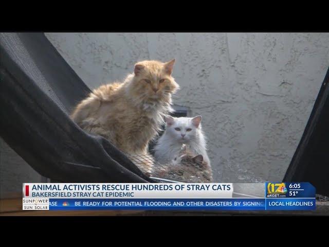 Animal activists save hundreds of stray cats across Bakersfield