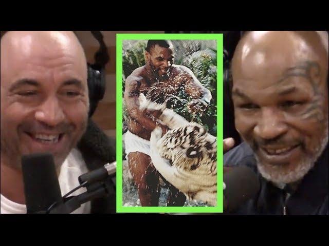 Mike Tyson Explains Why He Got the Tigers | Joe Rogan