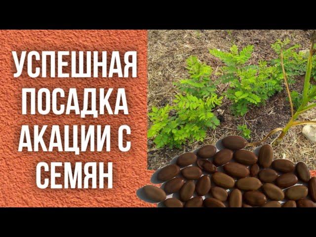 Как посадить акацию с семян