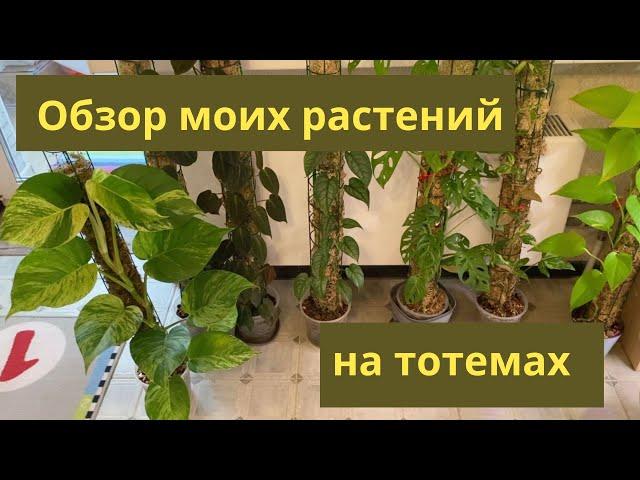 Обзор моих растений на тотемах. Ноябрь 2023