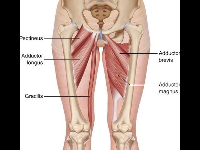 Two Minutes of Anatomy: Hip Adductors