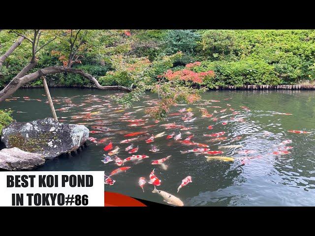 THE BEST KOI POND IN TOKYO (HAPPO-EN, MEGURO, TOKYO, Japan)(八芳園、目黒、東京)