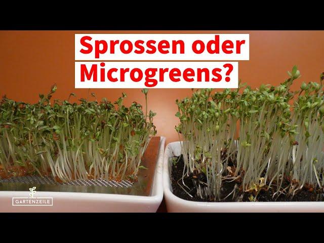 Was ist der Unterschied zwischen Sprossen und Microgreens? Welche Anzucht ist gesünder?