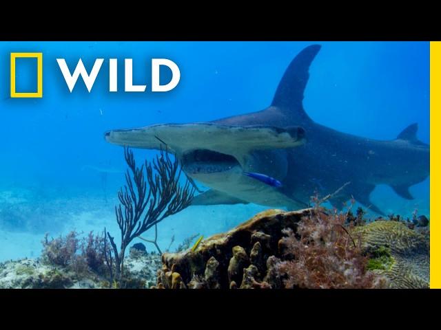 Hunting Behaviors of the Sea | Ocean Xplorers