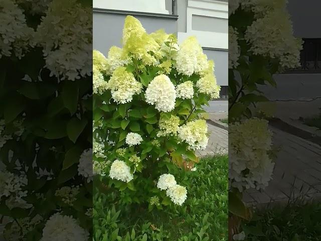 flowers of Kazan