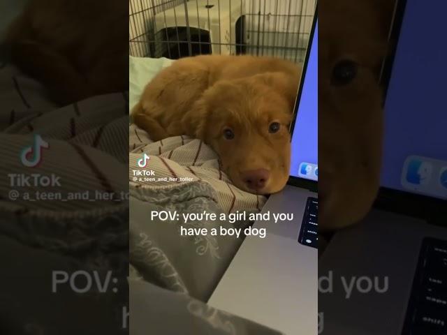 #notmine #tiktok #relatable #puppy #dogandgirl #bond #fy #fyp