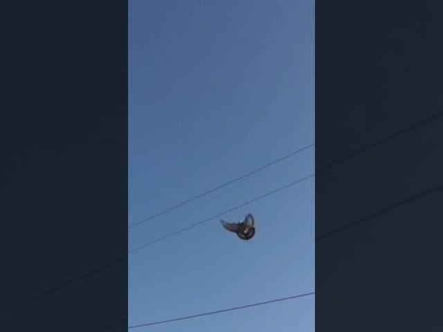 #pigeon #shortsvideo #golekabootar #kabootar #pigeonlover #kapkan #golubi #kabutar #kubutar