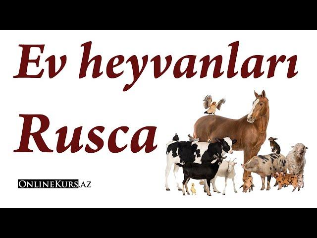 Rusca ev heyvanları