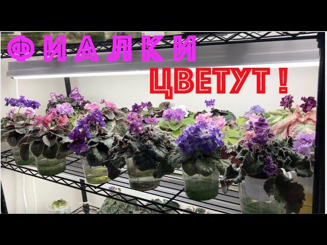 AFRICAN VIOLETS IN BLOOM! ФИАЛКИ ЦВЕТУТ! Обзор сортов.