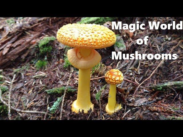 Magic of Mushrooms -  A Documentary