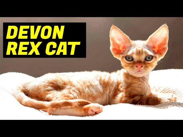 Devon Rex Cat: Breed & Personality // Planet Of The Cats