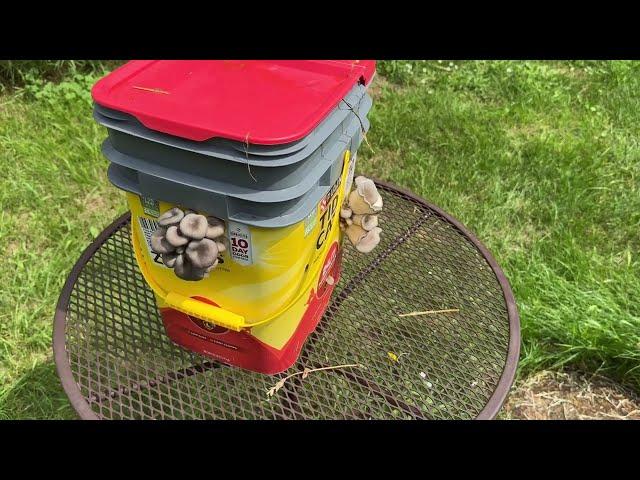 How to Grow Mushrooms From Buckets