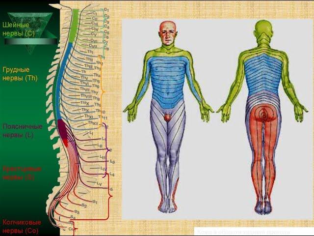3. Спинномозговые нервы.