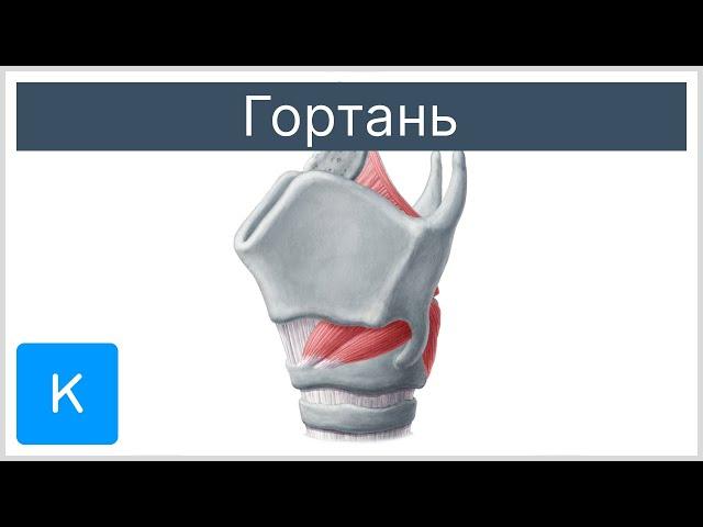 Гортань - Анатомия человека | Kenhub