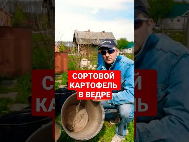 Посадка картофеля в ведро. #дача #огород #деревня #картофель