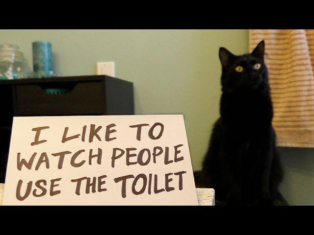 Ultimate Cat Shaming! - Cole and Marmalade