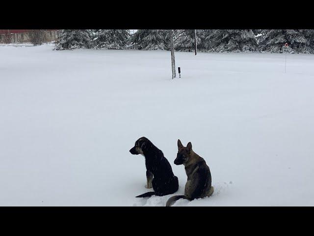 Sam and Sara playing in the snow (12wk old GS puppies)