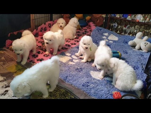 Samoyed puppies, щенки самоеда, самоед, щенок.