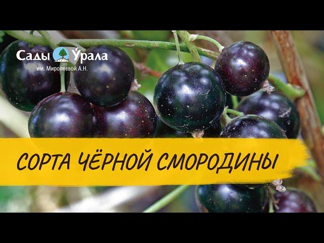 Черная смородина. Обзор сортов в питомнике Сады Урала