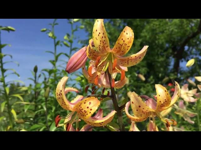 Лилия Кудреватая(Мартагон) Guinea Gold