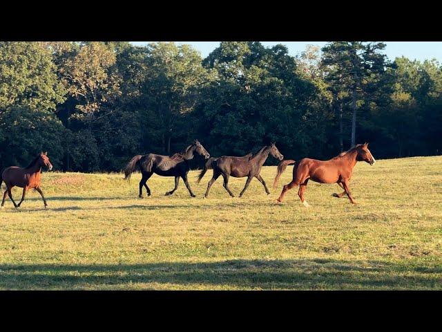 Running Beauties - Horse Plus Happenings #8 - 10-7-24